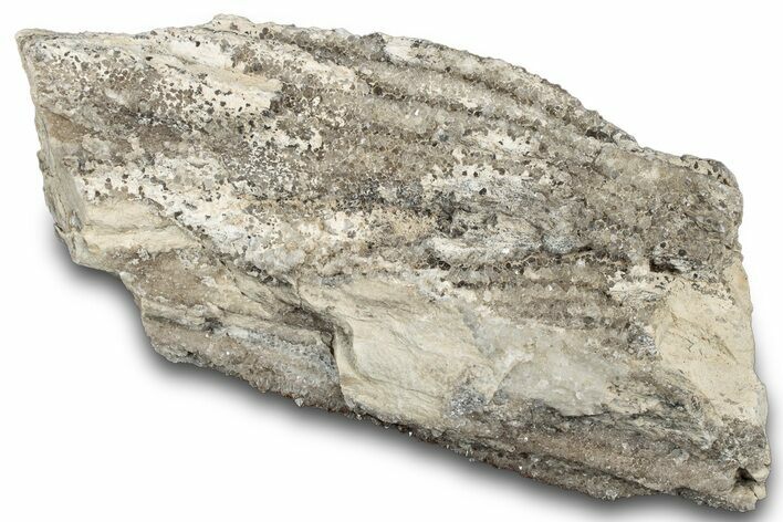 Petrified Wood Section with Sparkling Quartz - Arizona #305393